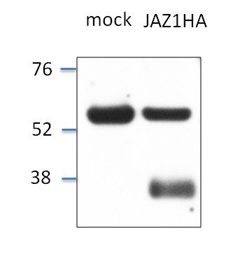 western blot using anti-JAZ1 antibodies